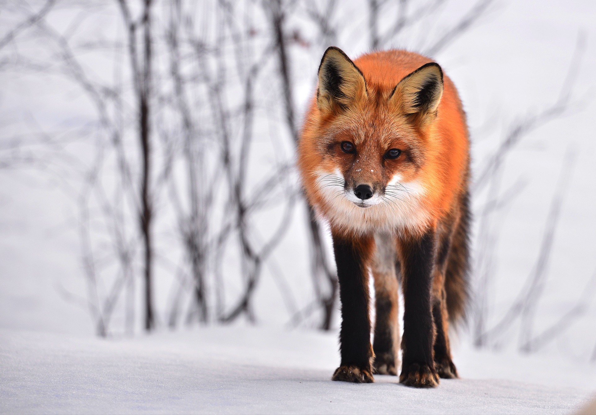 Image par Alain Audet de Pixabay